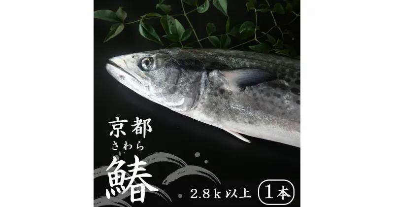 【ふるさと納税】 【11月〜3月の発送】 漁師直送！！ 一本釣り 京都鰆 2.8kg 以上 鮮魚 1尾 天然 新鮮 鮮度抜群 冷蔵 ナマモノ 寒さわら 活締め 【送料無料】