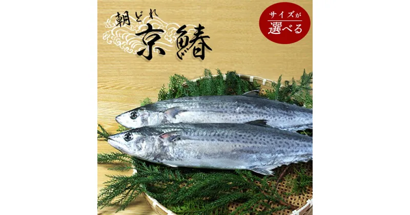 【ふるさと納税】 【12月から3月発送】 漁連直送！！ 京鰆 1.5kg以上 特選京鰆 3kg以上 鮮魚 1尾 朝獲れ 直送 天然 新鮮 鮮度抜群 冷蔵 ナマモノ 寒さわら 京都 舞鶴【送料無料】