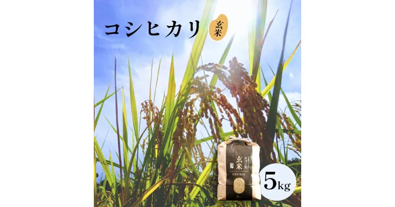 【ふるさと納税】【令和6年産】新米 減農薬コシヒカリ 玄米 5kg 【 米 コシヒカリ こしひかり 5キロ 玄米 こめ コメ お米 おこめ 農家直送 綾部 京都 】