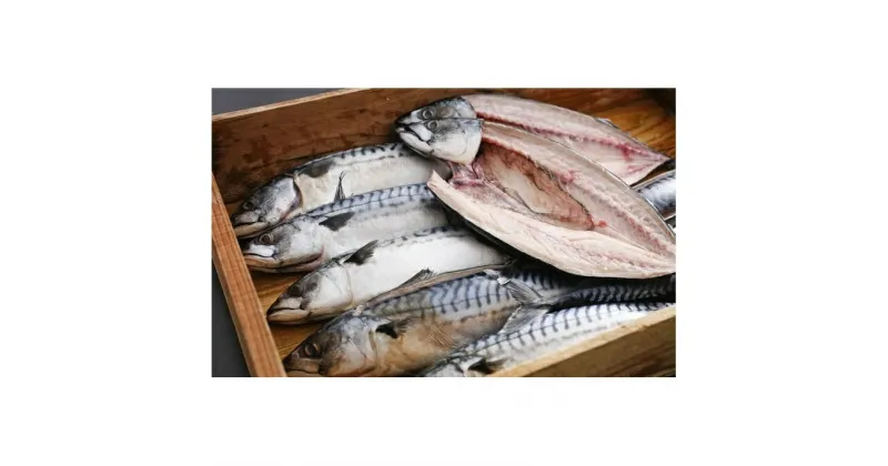 【ふるさと納税】橋立やまいち旨みたっぷりふっくら自慢の塩サバ 魚貝類 加工食品 鯖 さば 冷凍 冷蔵　魚貝類・加工食品