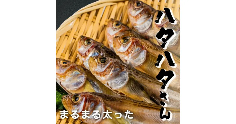 【ふるさと納税】丸々太ったハタハタさん。ハタハタ 一夜干し 丸干し お取り寄せ 産地直送 食品 食べ物 おつまみ 魚貝類 干物 贈り物 プレゼント 家庭用　魚貝類・干物