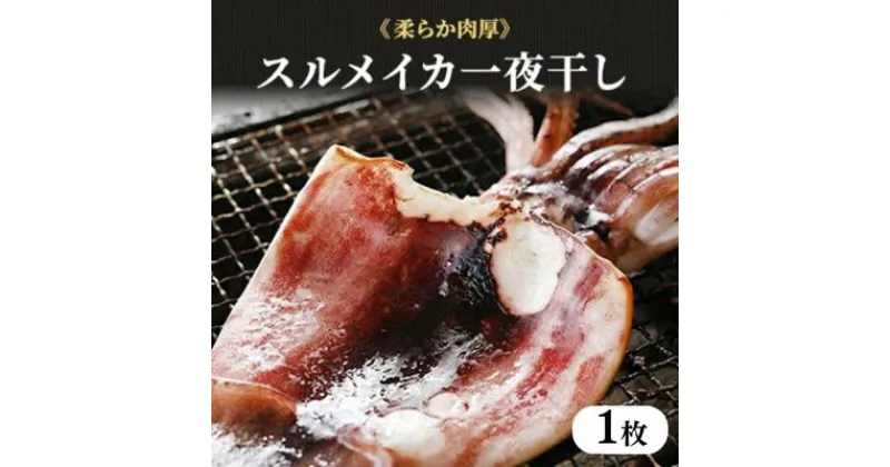 【ふるさと納税】柔らか肉厚の スルメイカ 一夜干し 1枚[ 国産 干物 肴 つまみ イカ ]　 魚貝類 海鮮 海の幸 いかの一夜干し お酒のあて フライパンで焼ける スルメイカの一夜干し