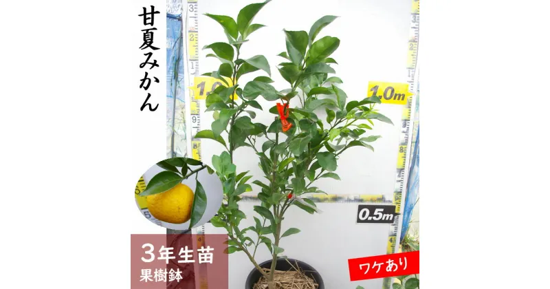 【ふるさと納税】《訳あり》3年生苗◇柑橘類 甘夏みかん[果樹鉢 2022年]　※北海道・沖縄・離島への配送不可 ☆月間MVPふるさと納税賞 第1号（2020年10月）・SDGs未来都市亀岡