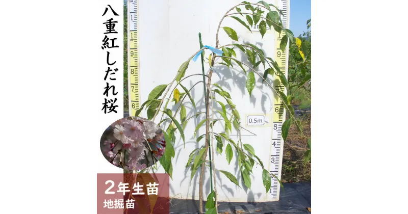 【ふるさと納税】＜すだ農園＞2年生 苗木◇サクラ(桜) 八重紅しだれ桜[地掘苗 2023年] ※2024年11月中旬～2025年4月下旬頃に順次発送予定 ※北海道・沖縄・離島への配送不可 ☆月間MVPふるさと納税賞 第1号（2020年10月）・SDGs未来都市亀岡