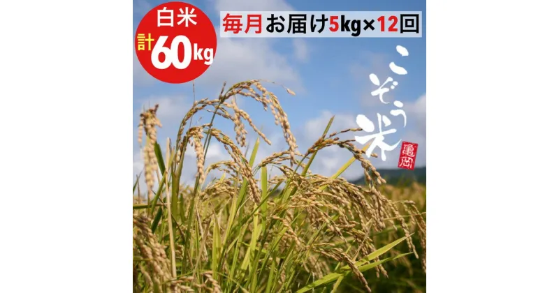 【ふるさと納税】【12回定期便】京都 亀岡産 きぬひかり 「こぞう米」 5kg × 12ヶ月 合計60kg 毎月お届け《米 令和6年産 生活応援 訳あり》※北海道・沖縄・離島への配送不可