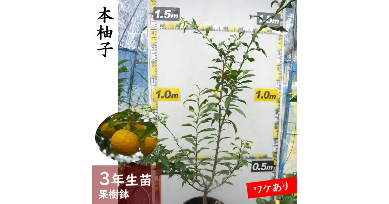 【ふるさと納税】《訳あり》3年生苗◇柑橘類 本柚子(ほんゆず)[果樹鉢 2022年] ※北海道・沖縄・離島への配送不可 ☆月間MVPふるさと納税賞 第1号（2020年10月）・SDGs未来都市亀岡