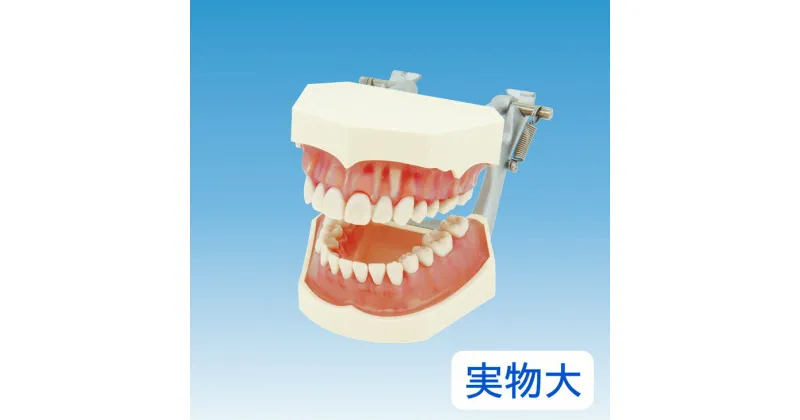 【ふるさと納税】歯の模型 歯磨き指導用 実物大モデル（歯着脱可）《歯 模型 歯列模型 歯模型 顎模型 歯医者使用 教材》※着日指定不可☆月間MVPふるさと納税賞 第1号（2020年10月）・SDGs未来都市亀岡