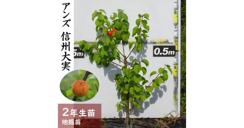 【ふるさと納税】＜すだ農園＞2年生 苗木◇アンズ(杏) 信州大実[地掘苗 2023年] ※2024年11月中旬～2025年4月頃に順次発送予定 ※北海道・沖縄・離島への配送不可 ☆月間MVPふるさと納税賞 第1号（2020年10月）・SDGs未来都市亀岡