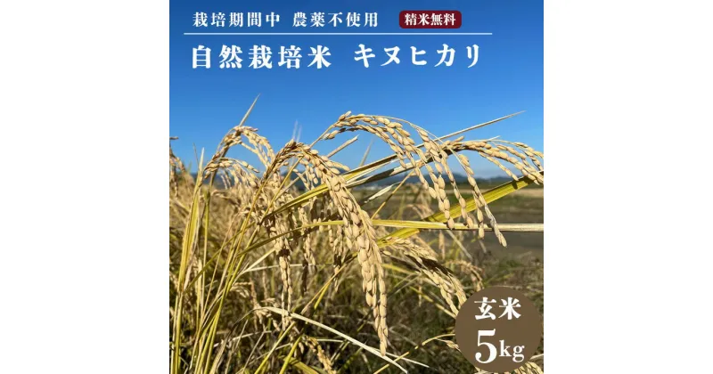 【ふるさと納税】自然栽培米 キヌヒカリ 玄米 5kg　京都府・亀岡産 令和5年産 栽培期間中農薬不使用※離島への配送不可☆月間MVPふるさと納税賞 第1号（2020年10月）