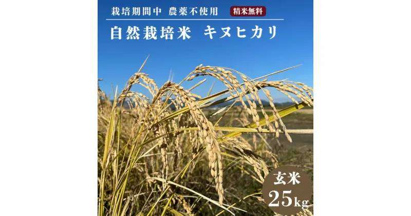 【ふるさと納税】自然栽培米 キヌヒカリ 玄米 25kg　京都府・亀岡産 令和5年産 栽培期間中農薬不使用※離島への配送不可☆月間MVPふるさと納税賞 第1号（2020年10月）