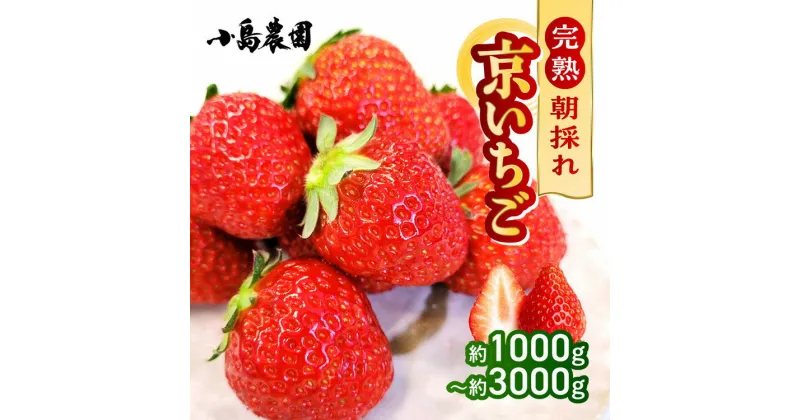 【ふるさと納税】【数量限定】高級 京いちご 選べる 内容量 約1000g～3000g（250g 4パック/8パック/12パック）【紅ほっぺ おいCベリー スターナイトから厳選してお届け】訳あり 完熟 朝採れ ※離島への配送不可 ※2025年2月上旬～5月下旬頃に順次発送予定