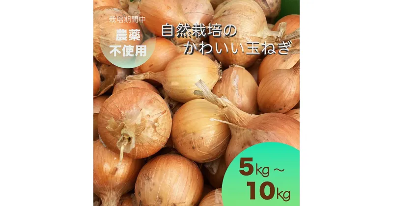 【ふるさと納税】＼選べる内容量／ たまねぎ 5kg～10kg 自然栽培のかわいい玉ねぎ（小たまねぎ）京都府・亀岡産 かたもとオーガニックファームよりお届け ｜ 訳あり 玉葱 タマネギ 小さめ サイズ小 ※離島への発送不可